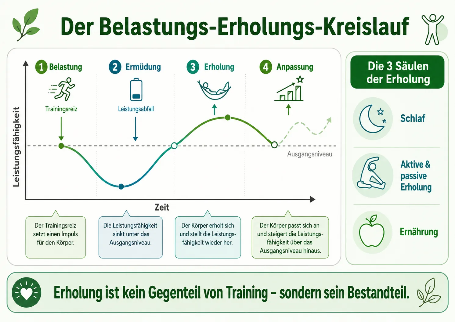 Der Belastungs-Erholungs-Kreislauf